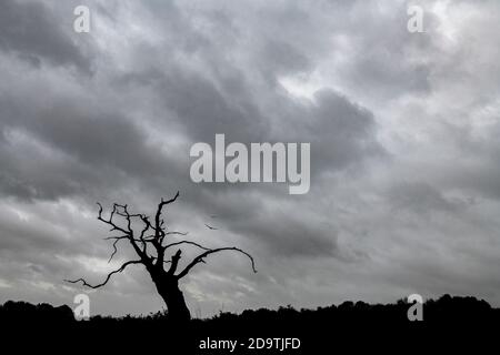 A single dead tree out on the wiley, windy moors with two birds Stock Photo