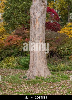 Tree Trunks in Colourful Autumn Gardens, Englefield House Grounds, Englefield Estate, Thale, Reading, Berkshire, England, UK, GB. Stock Photo