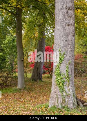 Tree Trunks in Colourful Autumn Gardens, Englefield House Grounds, Englefield Estate, Thale, Reading, Berkshire, England, UK, GB. Stock Photo