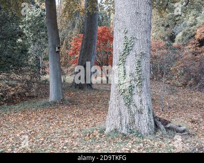 Tree Trunks in Colourful Autumn Gardens, Englefield House Grounds, Englefield Estate, Thale, Reading, Berkshire, England, UK, GB. Stock Photo