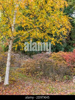 Autumn Tree, Englefield House Gardens, Englefield Estate, Berkshire, England, UK, GB. Stock Photo