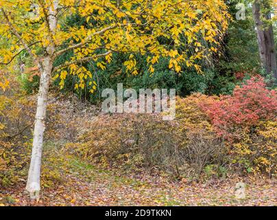 Autumn Tree, Englefield House Gardens, Englefield Estate, Berkshire, England, UK, GB. Stock Photo