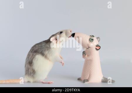 A cute little decorative rat stands on its hind legs and looks at the toy figurine. Portrait of a rodent close-up. Nose to nose. Stock Photo