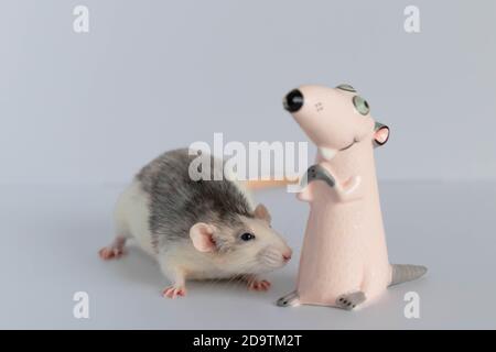A cute little decorative rat stands and looks at the toy figurine. Portrait of a rodent close-up. Stock Photo