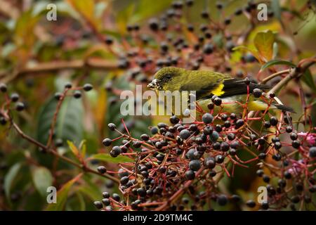 Yellow-bellied siskin (Spinus xanthogastrus) is a small passerine bird in the finch family Fringillidae. It breeds from Costa Rica south to southern E Stock Photo