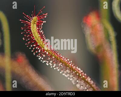 close-up of  glittering red stalks with backlit sticky blobs on curling green leaves of Cape Sundew (Drosera capensis) an insectivorous plant Stock Photo