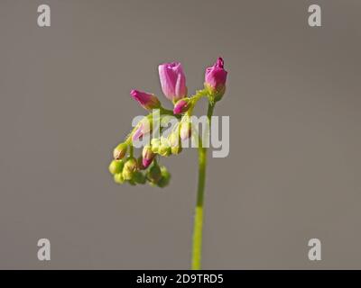 close-up of curled hairy flower stalk laden with tiny emerging pink flowers and green buds of Cape Sundew (Drosera capensis) - an insectivorous plant Stock Photo