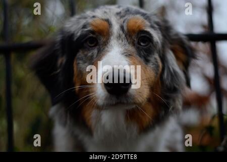 Portrait of border collie dog looking into camera Stock Photo