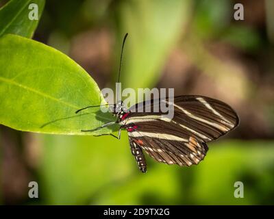 Closeup of a Zebra longwing or zebra heliconian  (Heliconius charitonius) Butterfly the Florida state butterfly Stock Photo