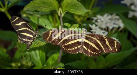 Closeup of a Zebra longwing or zebra heliconian  (Heliconius charitonius) Butterfly the Florida state butterfly Stock Photo