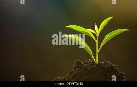 Small new trees or leaf with green leaves in the soil, the environment of nature, Reducing global warming by planting trees, Concepts Earth Day Stock Photo
