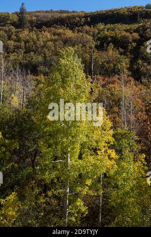 Quaking aspen trees in fall colors in the Manti-La Sal National Forest near Moab, Utah. Stock Photo