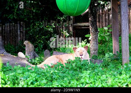 A white female lion lies down in zoo Stock Photo