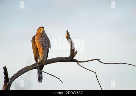 Cooper's Hawk (Accipiter cooperii) in early morning light Stock Photo