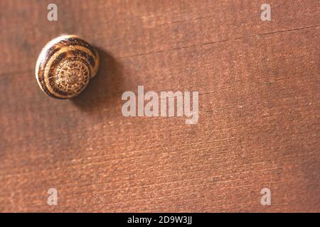 Snail resting on a wooden texture Stock Photo