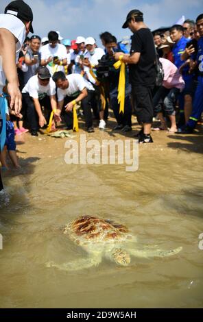 Beijing, China's Hainan Province. 7th Nov, 2020. Volunteers release a sea turtle to the sea in Qishui bay in Wenchang, south China's Hainan Province, Nov. 7, 2020. Nineteen sea turtles, either stranded or confiscated by law enforcement, were released back to the sea on Saturday. Credit: Guo Cheng/Xinhua/Alamy Live News Stock Photo