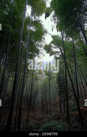 View of luxuriant bamboo forests in Mukeng Zhuhai, Mukeng Village and surrounding hills, in Huangshan City. Stock Photo