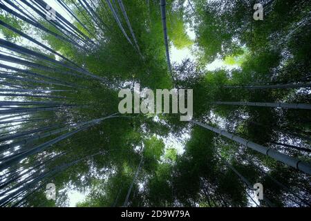 View of luxuriant bamboo foliage in Mukeng Zhuhai, Mukeng Village, in Huangshan City. Stock Photo