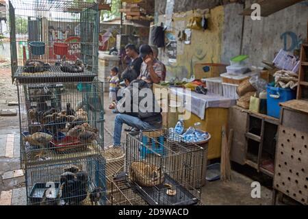 Jakarta, Indonesia, March 2016. Sale of exotic animals at the city market. Stock Photo