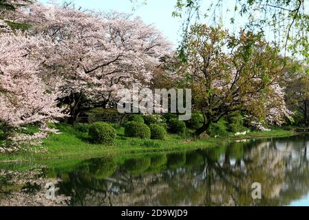 Mitsuike Park in Tsurumi, Yokohama during the cherry blossom season Stock Photo