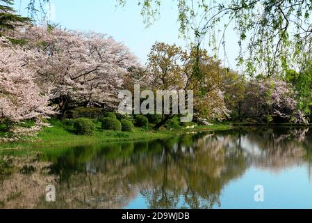 Mitsuike Park in Tsurumi, Yokohama during the cherry blossom season Stock Photo