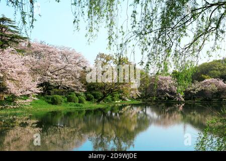 Mitsuike Park in Tsurumi, Yokohama during the cherry blossom season Stock Photo