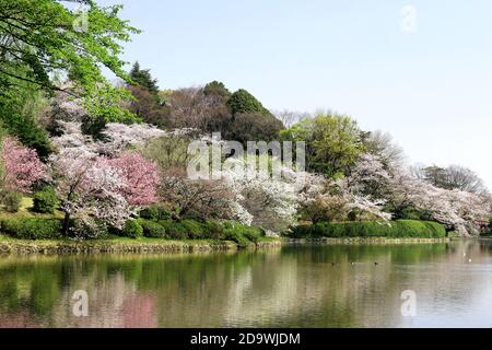 Mitsuike Park in Tsurumi, Yokohama during the cherry blossom season Stock Photo