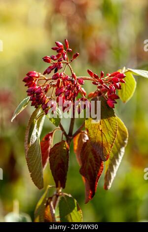 Barberry fruit. Common barberry (Berberis vulgaris) Stock Photo