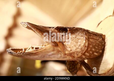 View of stuffed pike head on wooden wall Stock Photo