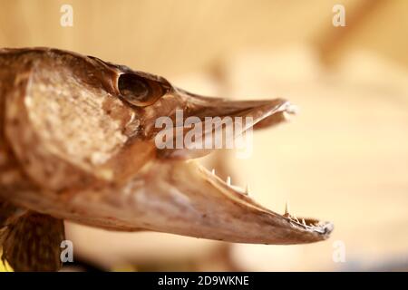 Details of stuffed pike head on wooden wall Stock Photo