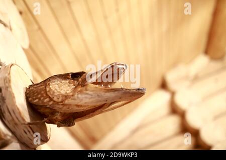 Stuffed pike head on a wooden wall Stock Photo