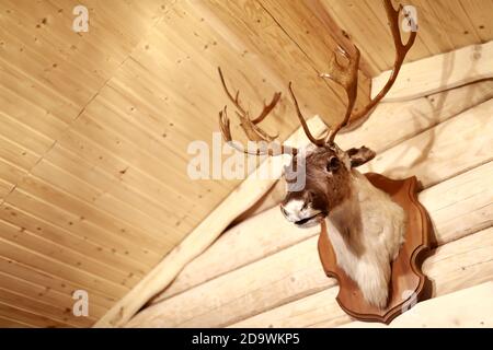 View of stuffed deer head on wall Stock Photo