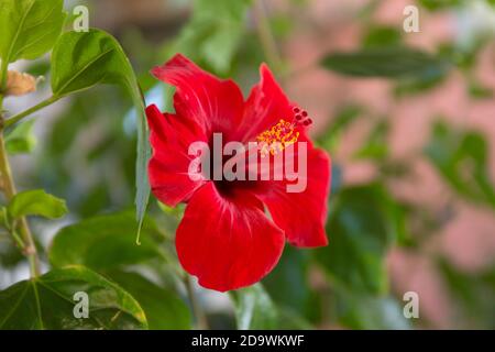 Hibiscus close up big red flower on blur background. Stock Photo