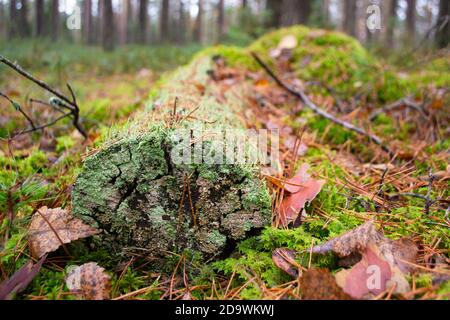 Moss on a dead log tree in wild forest. Moss ecosystem in natural habitat in forest. Close up Stock Photo