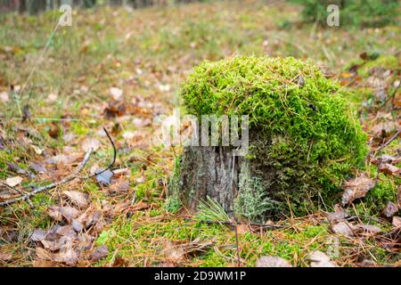old rotten tree stump covered with green moss hat, close up Stock Photo