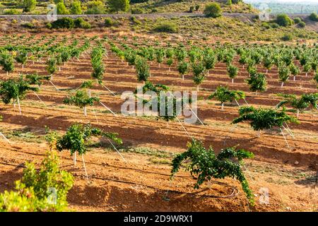 Field of cultivation of oranges, trees with many fruits at full maturity. Cultivation concept Stock Photo