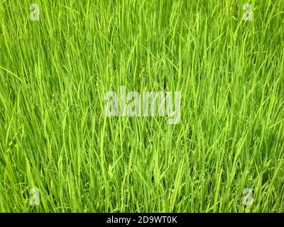 Close up of leaves of green rice seedlings in rice paddies. Stock Photo