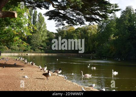 Ducks and geese on the water at Osterley Park, Isleworth, Hounslow, London, UK Stock Photo