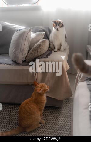 two domestic cats interact in the sofa. vertical composition Stock Photo