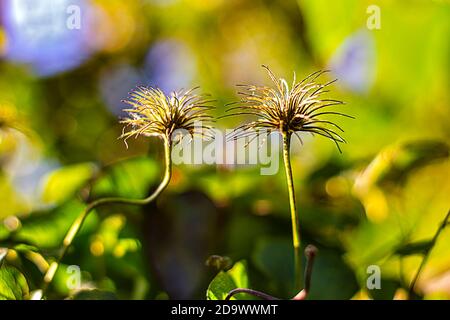 Vine flowers crimean on blur green background. Stock Photo