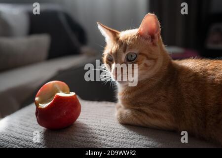 brown tabby cat lying on the sofa next to a bitten apple Stock Photo