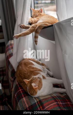 two domestic cats sleep by the window. vertical composition Stock Photo