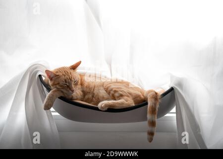 brown tabby cat sleeps on a hammock by the window Stock Photo