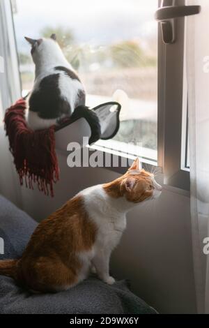 vertical composition. two domestic cats by the window Stock Photo