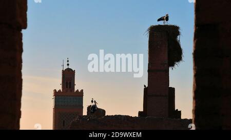 Stork birds and nests on the top of old loam constructions in historic El Badi Palace in the Medina of Marrakesh, Morocco, with Muslim minaret tower. Stock Photo