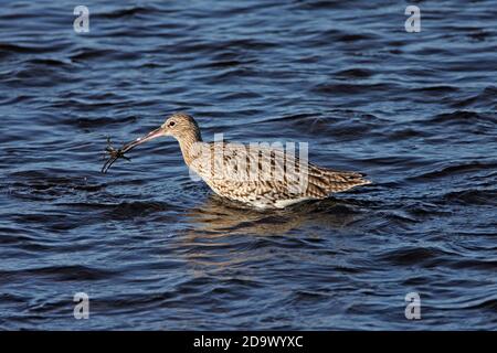 CURLEW (Numenius arquata) catching a crab in the Firth of Forth, Scotland. Stock Photo