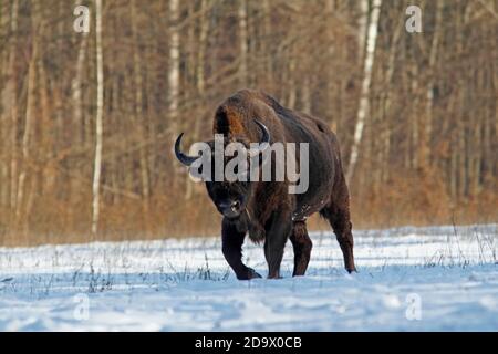 EUROPEAN BISON (Bison bonasus) bull walking through a snow covered clearing in the Bialowieza Forest, Poland. Stock Photo
