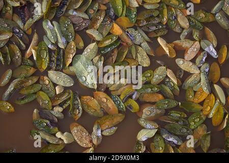 Wet autumn leaves in puddle with water drops. Autumn background Stock Photo