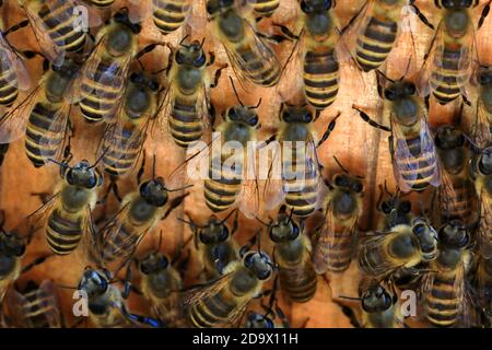 Japanese Honey Bee (Apis Cerana Japonica) Nesting In Japan Stock Photo ...