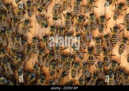 Traditional Japanese honey harvest. Apis cerana japonica 